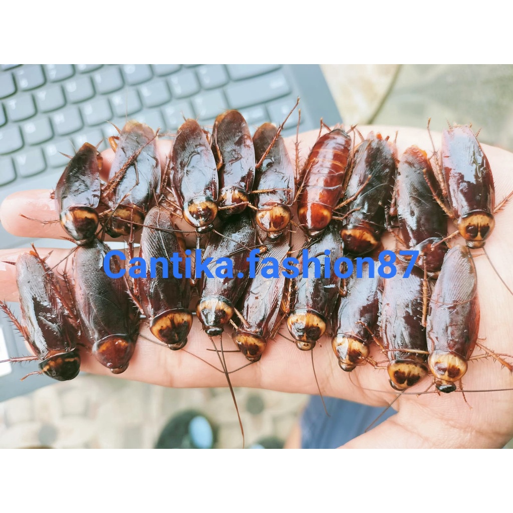 Kecoa Beku Pakan ikan Arwana / Ikan Predator / 500gr