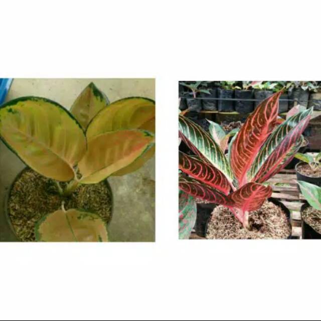 Paket 2 Batang Bibit Bunga Aglonema Red Sumatra & Sutan Brunai