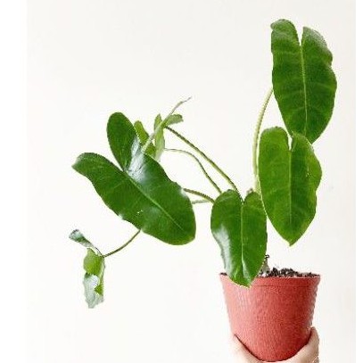 philodendron burlemarx