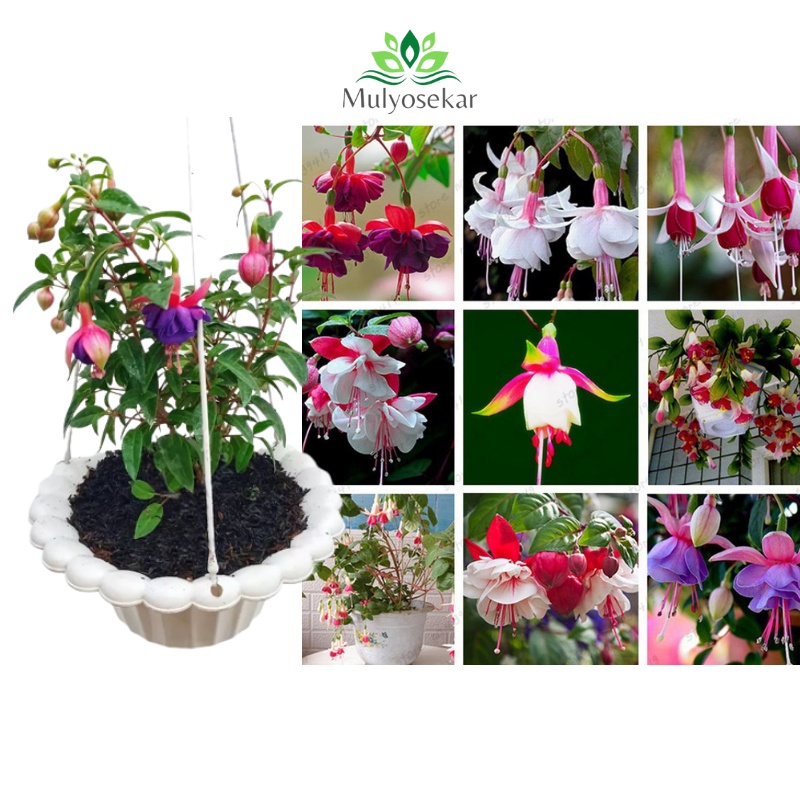 tanaman hias Anting India - berbunga - tanaman Hidup - Bisa Pilih Warna - BUNGA FUCHSIA