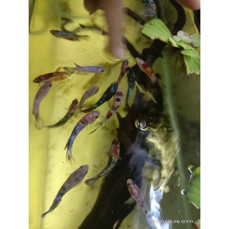 Female cupang Black koi , Nemoxy , Multy , Koi