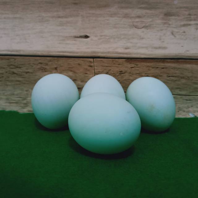 

Telur Bebek Tawar