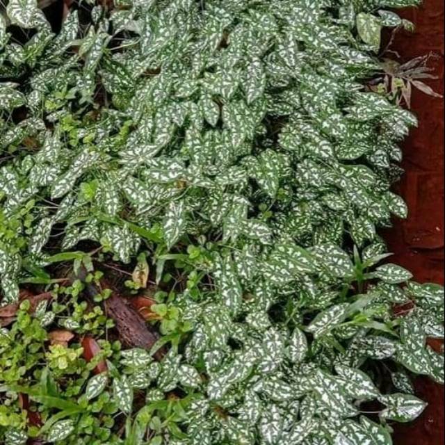 Keladi Liliput umbi/bongol isi 1kg