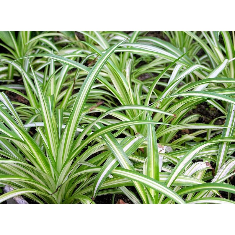 Bibit Tanaman Hias Bulu Ayam/Lili Paris/ Spider Plant