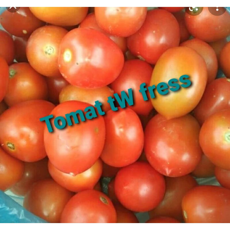 

Tomat besar fresh 250grm
