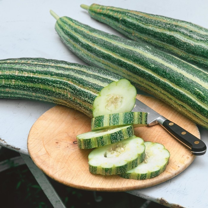 Bibit-Biji Timun Belut Striped Armenian (Haira Seed)