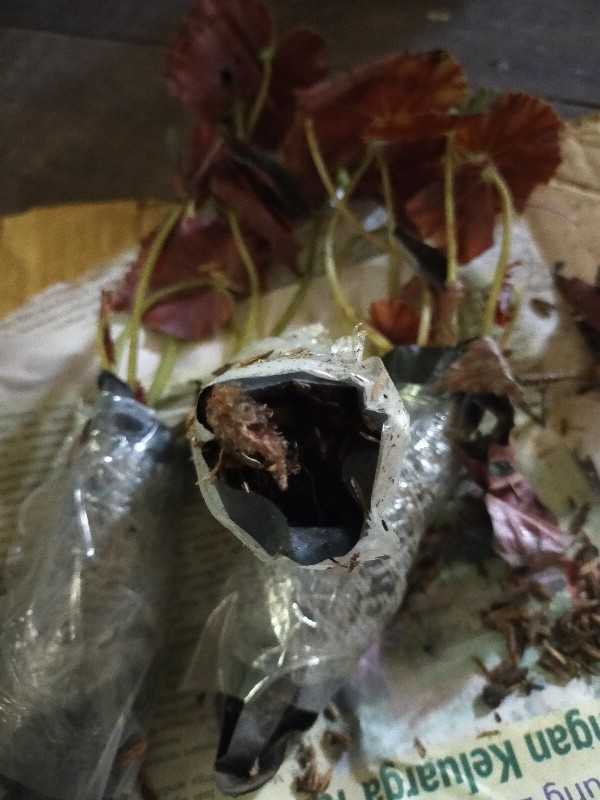 Begonia Tiger Tanaman Hias