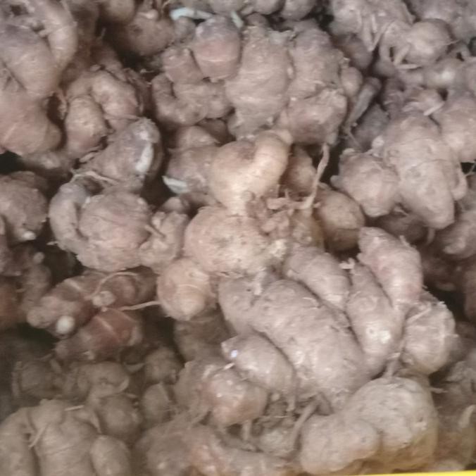 

Cuci Gudang Awal Tahun Kencur Super Fresh dan Segar 500gram Cuci Gudang Awal Tahun