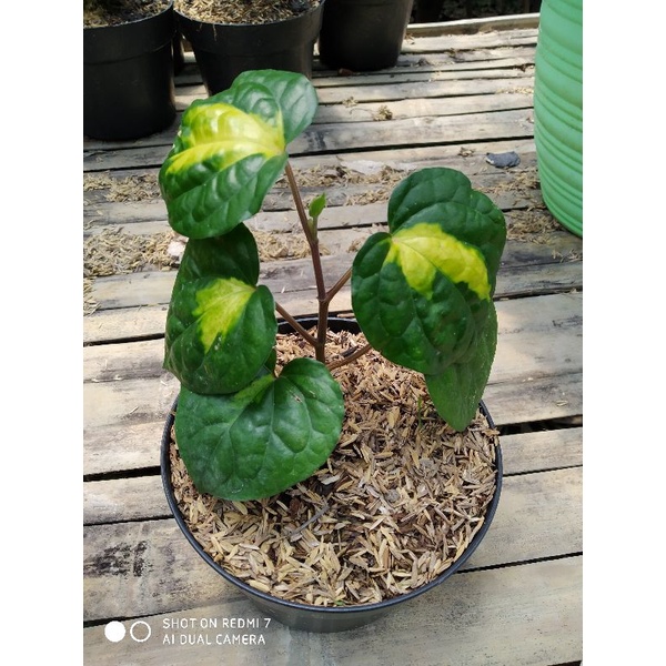 SIRIH VARIGATA KUNING