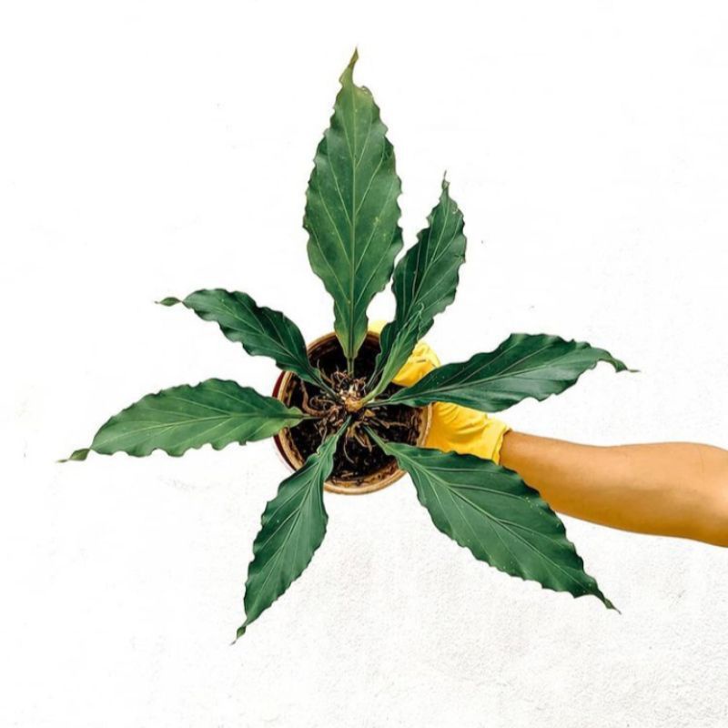 Tanaman hias Anthurium gelombang cinta/ Anthurium gelombang cinta