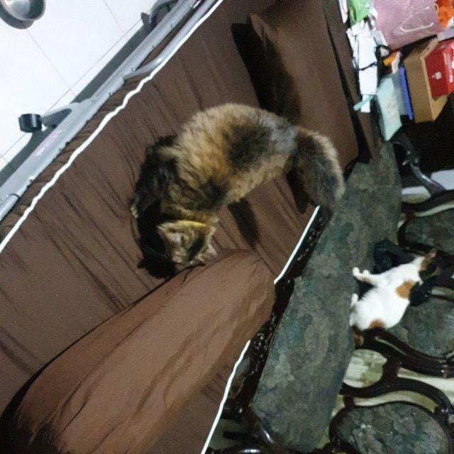 Betafoam Ranjang Lipat Poppy Folding Bed Tsp 70