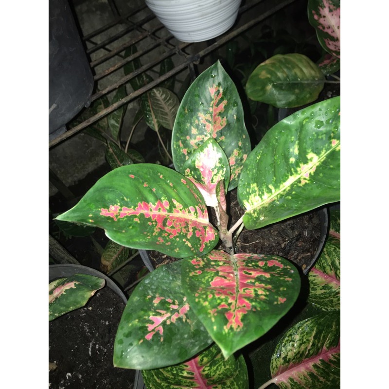 Aglonema Kochin Paramruay