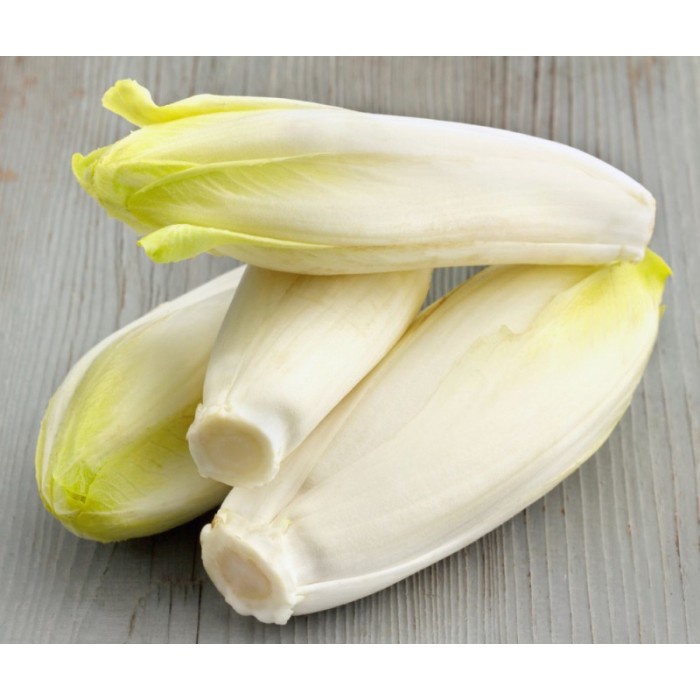 Benih-Bibit Chicory Endive Gourmet Mix (Haira Seed)