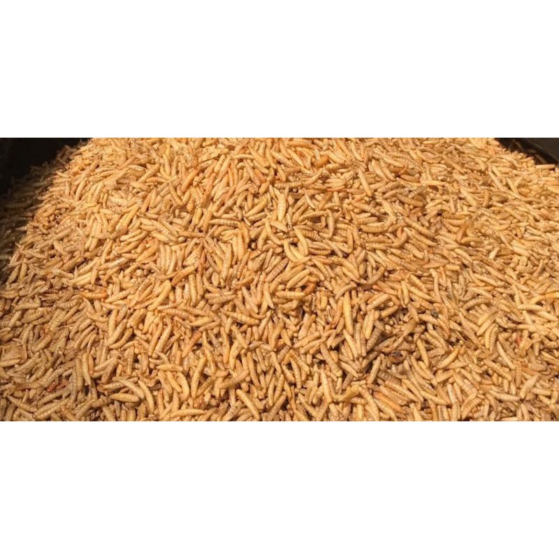 

Maggot bsf kering/dried maggot 100 gram (Pega Indonesia)