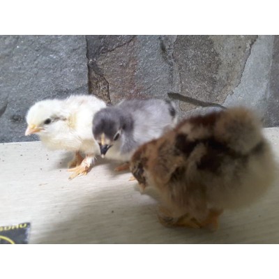 Ayam Hias /anak Ayam Serama /kate Ceper/poland/batik Kanda/batik Itali/chocin