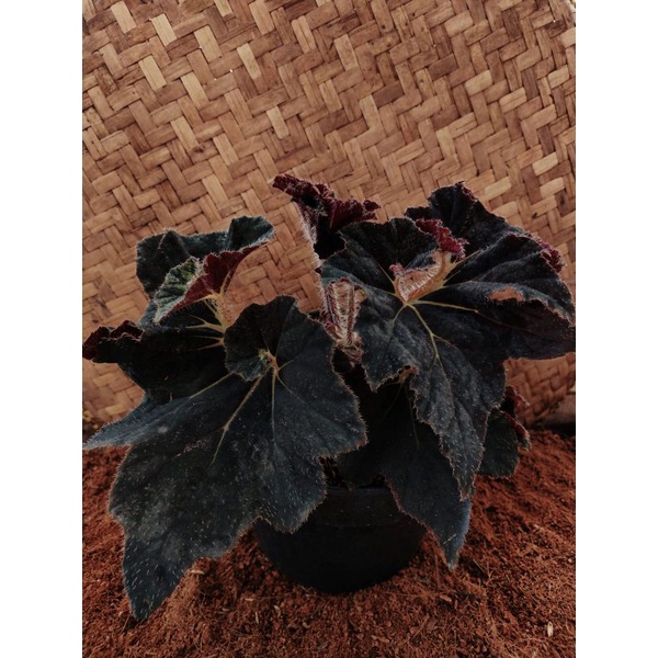 TANAMAN HIAS BEGONIA BLACK SPIDER REMAJA