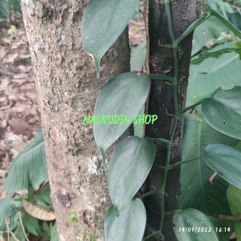 

[Fresh] BIBIT STEK TANAMAN HIAS MONSTERA PITTIERI 25 CM ( POTONGAN BATANG )