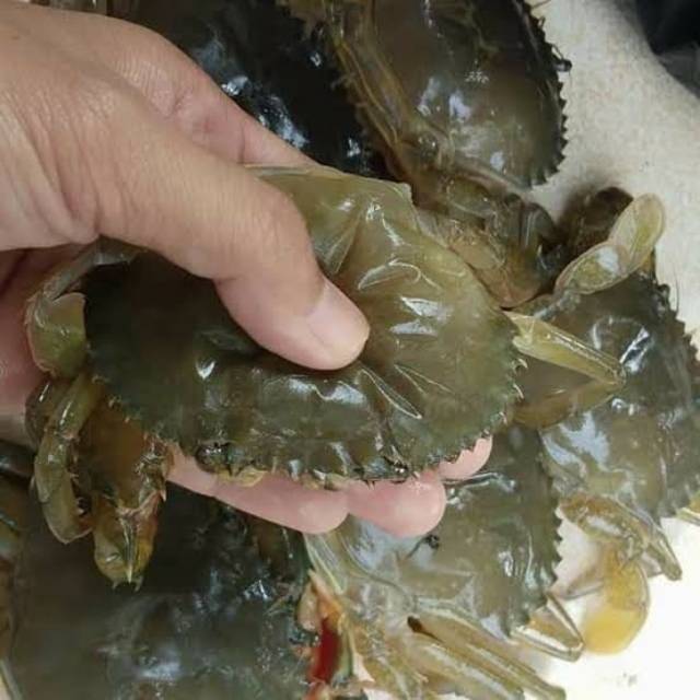 

Kepiting Soka 1KG + packing sterofoam