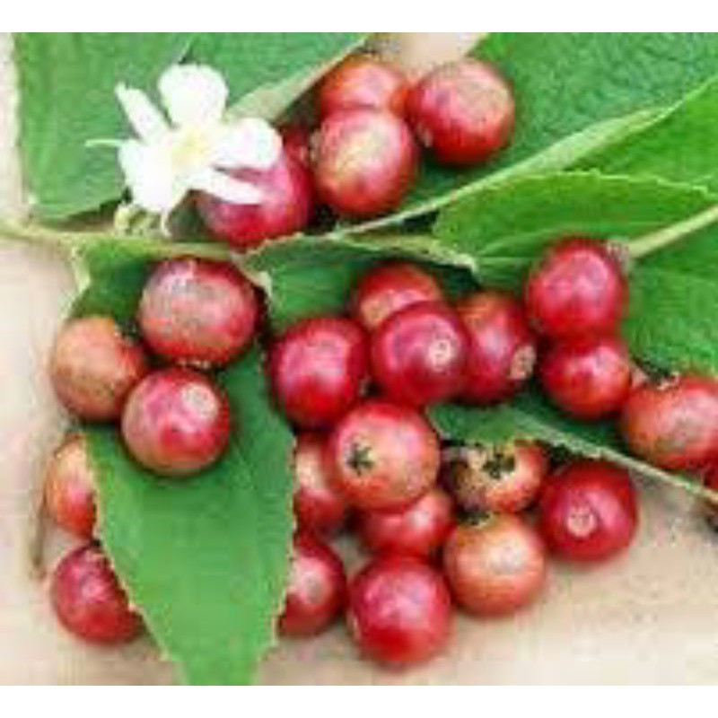 

Daun atau Buah kersen,seri,ceri,talok atau kelukup siam 200 gram