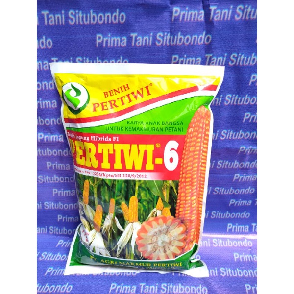 Bibit jagung pertiwi 6,bibit hibrida