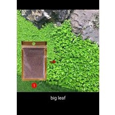 Biji Benih Rumput Aquascape carpet seeds big leaf original