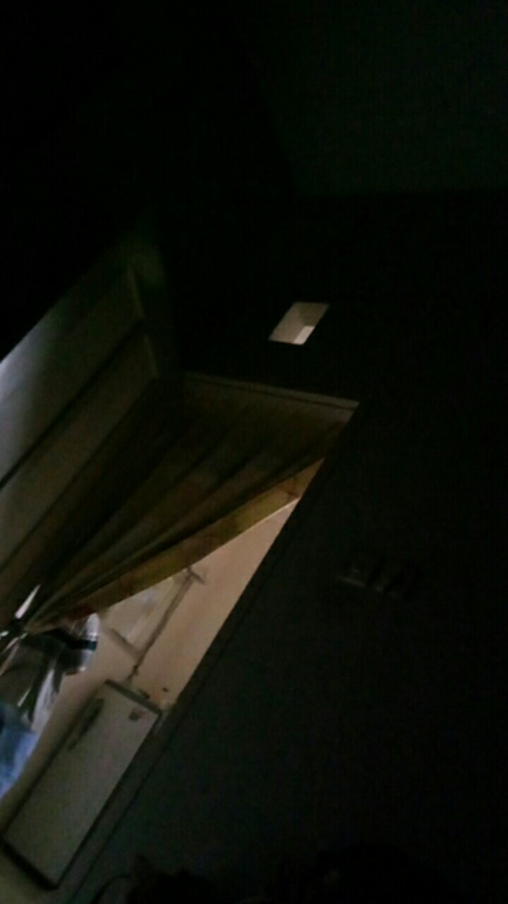 Seedling Anggrek Dendrobium