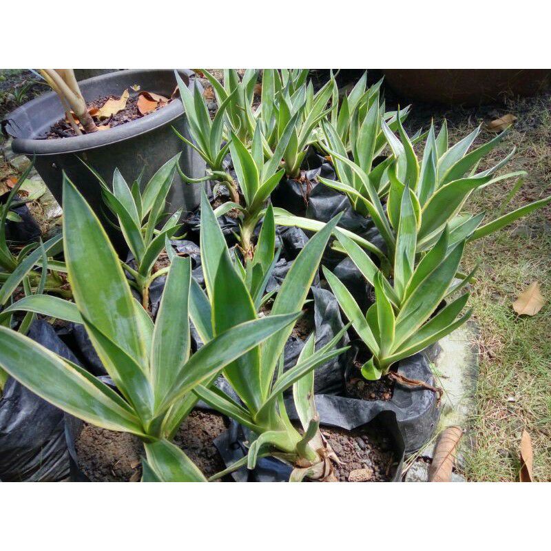 Bibit Agave Mahkota / King