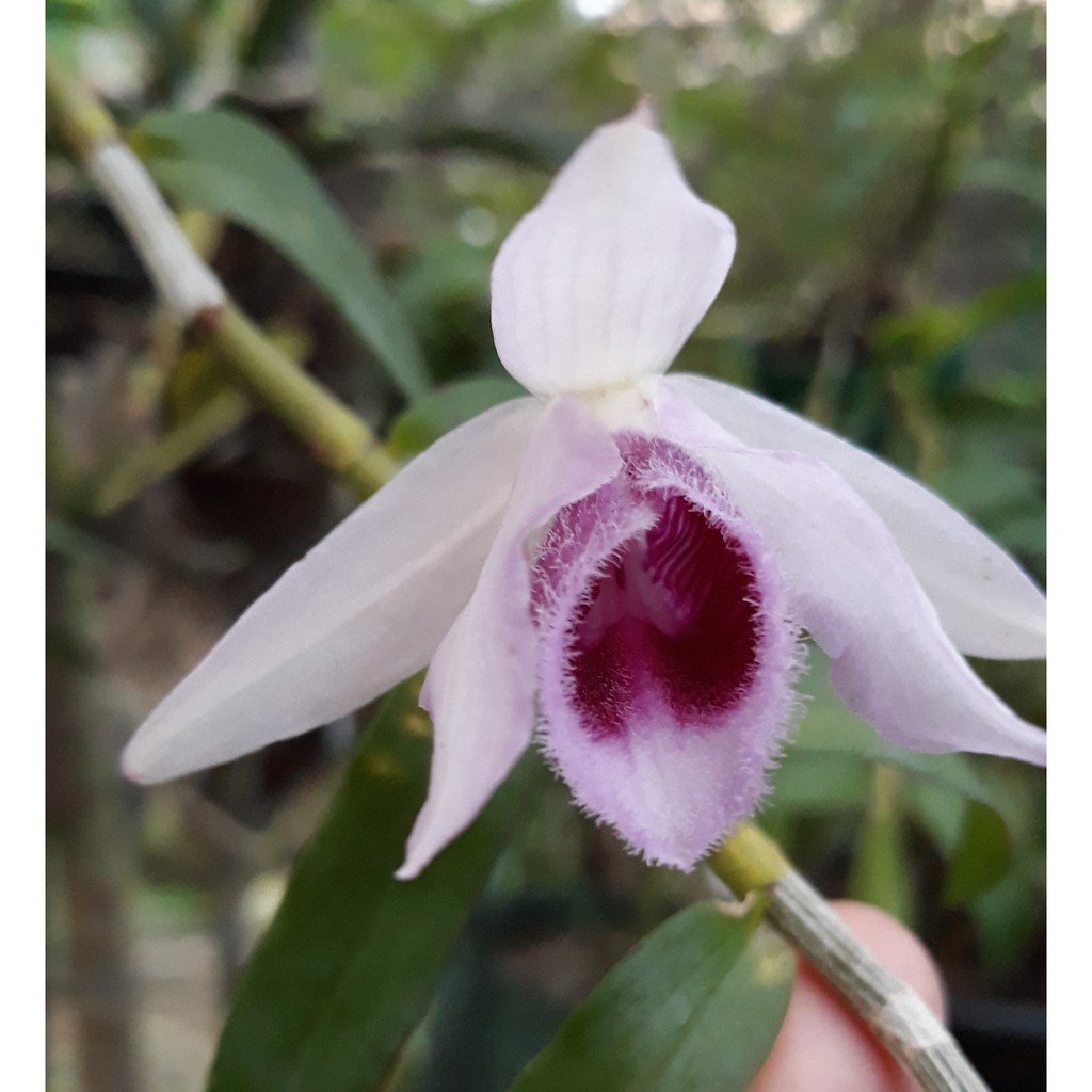 Anggrek Dendrobium anosmum var huttonii - Dewasa