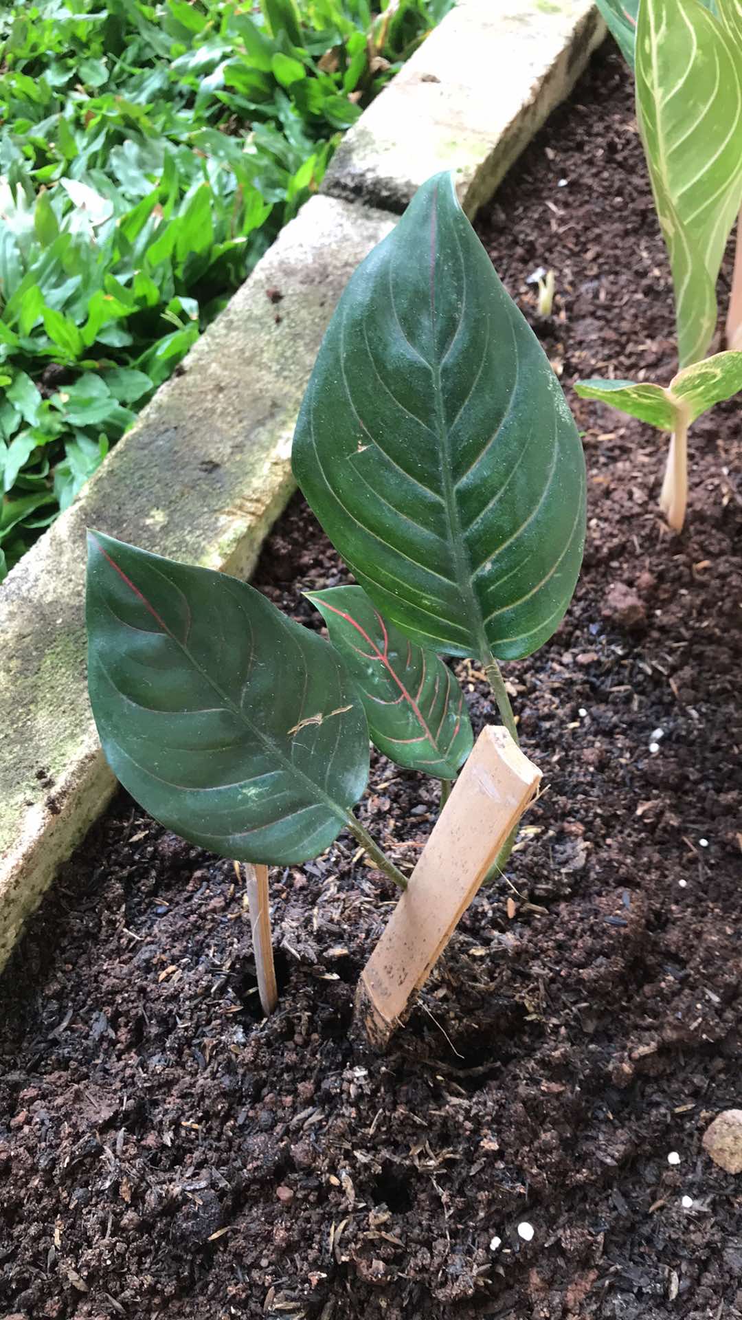 Tanaman Hias Aglonema Rhotundum Taeger