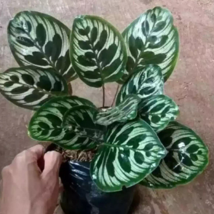 Tanaman Hias Calathea Makoyana - makoyana - Tanaman Calathea makoyana