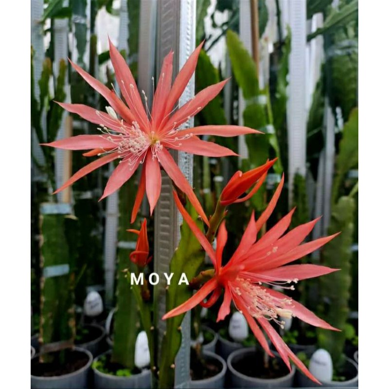 bibit bunga wijaya kusuma epipihyllum tanaman wijaya kusuma jenis MOYA