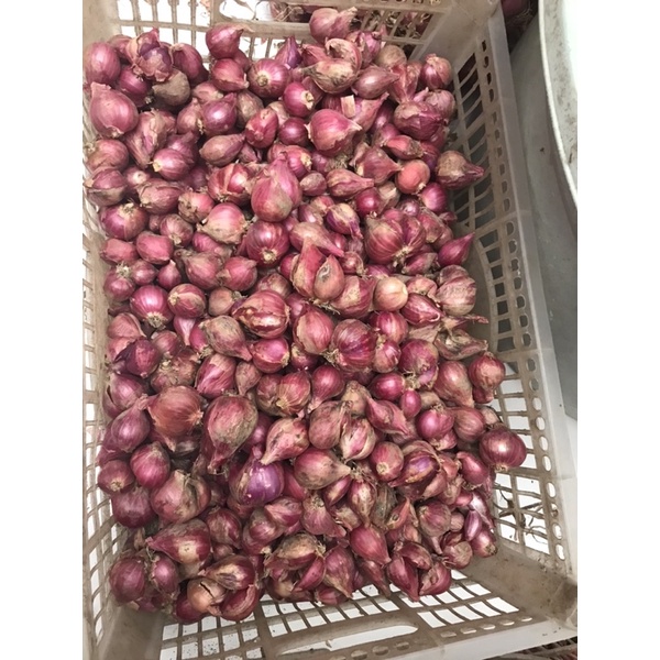 

Bawang merah Probolinggo campur protol