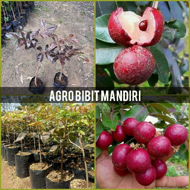 Bibit kelengkeng merah okulasi siap berbuah