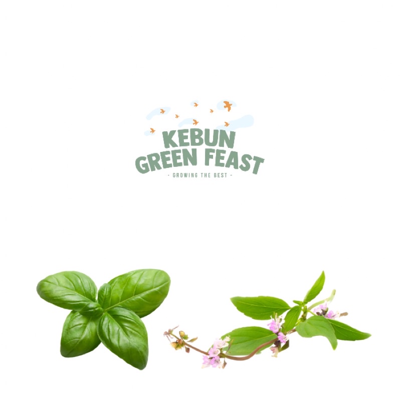 

Fresh Italian / Thai Basil Hydroponic - Daun Basil Segar