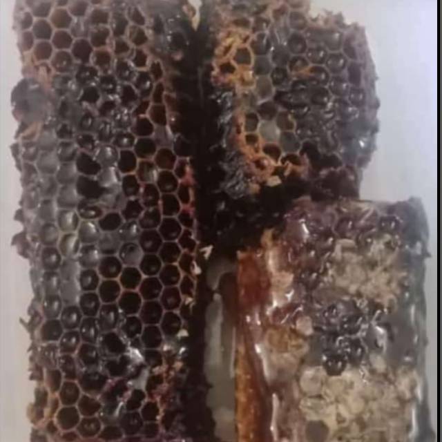 

Sarang Hitam