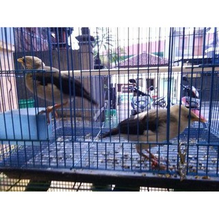 Vit Rusia Vitamin Rusia Penggacor Burung Shopee Indonesia