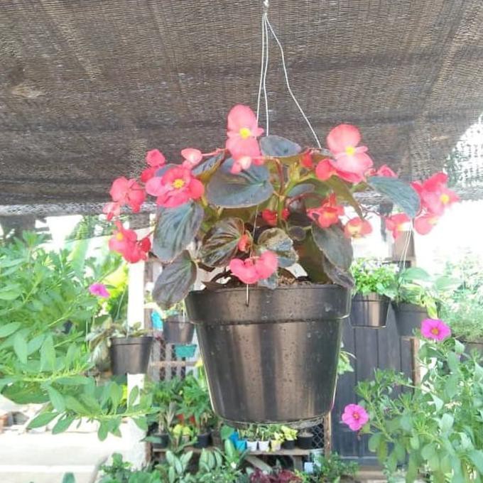 Tanaman begonia/tanaman gantung