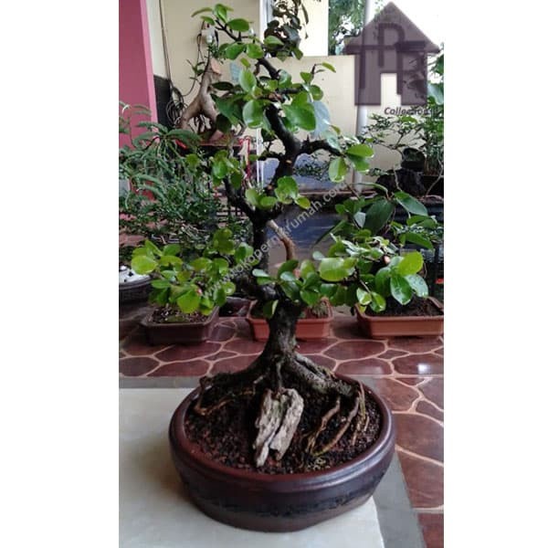 Pot bonsai gerabah natural ukir halus - M