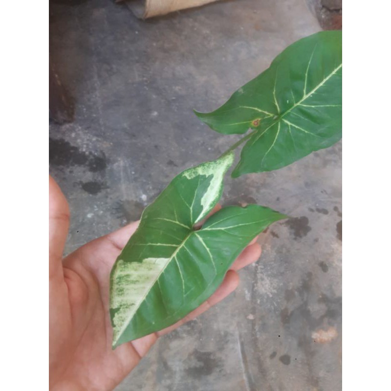 Syngonium Panda Ori