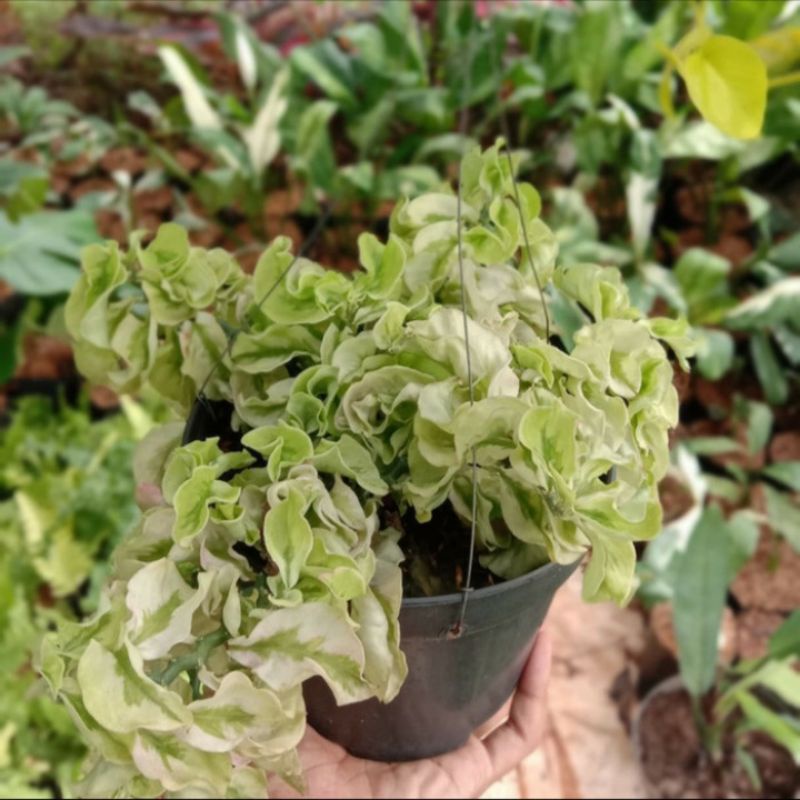 Tanaman hias hoya curly-patah tulang-tanaman gantung