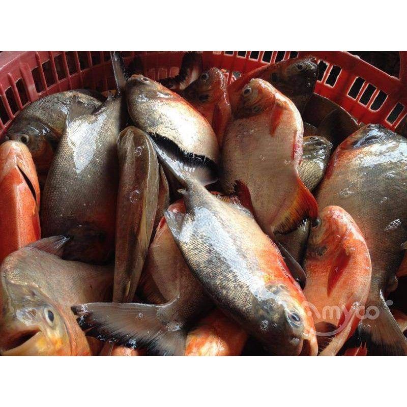 

ikan bawal tawar size 5/6