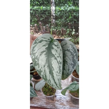 SKINDAPCUS SILVER +  SP KALIMANTAN