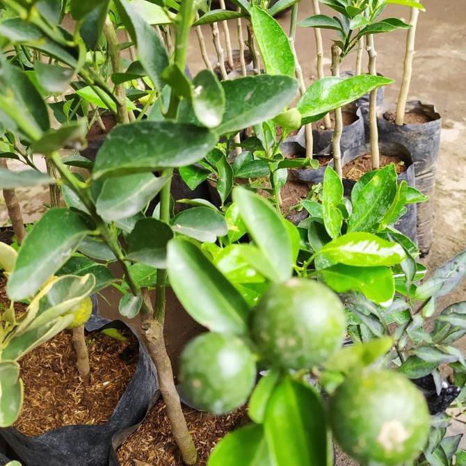 bibit jeruk limau/limo berbuah - pohon jeruk sambal sudah berbuah