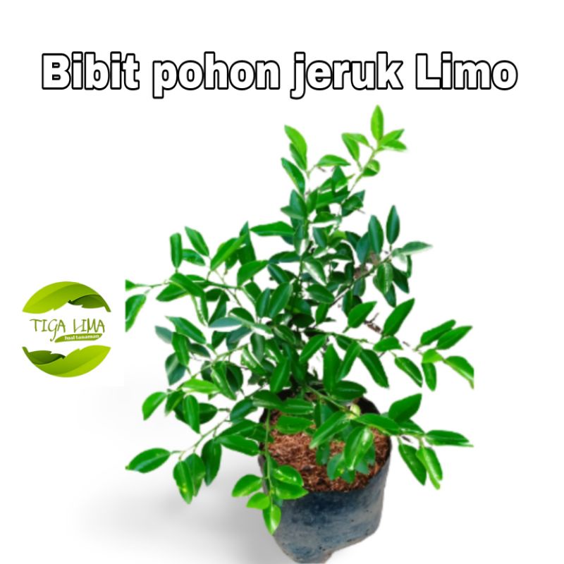 Bibit pohon jeruk Limo/pohon buah/tanaman jeruk limo