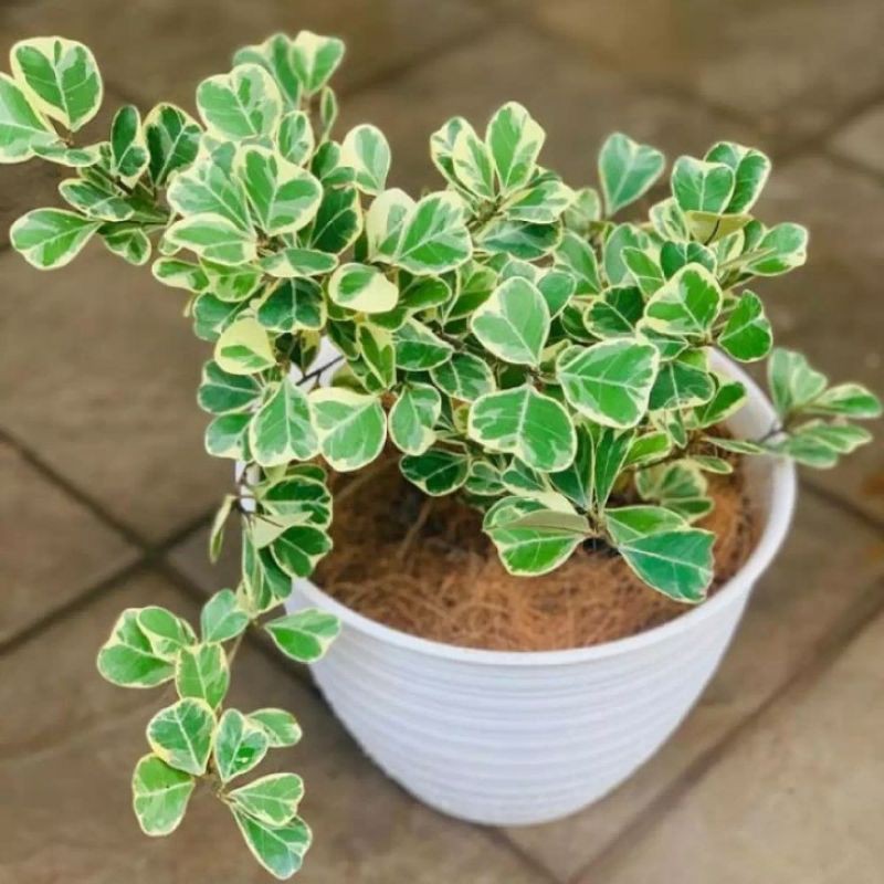 Tanaman ficus triangularis variegata