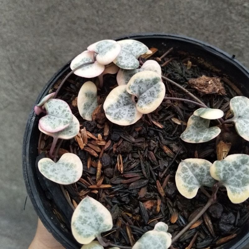 Ceropegia Woodii/String of Heart Variegated