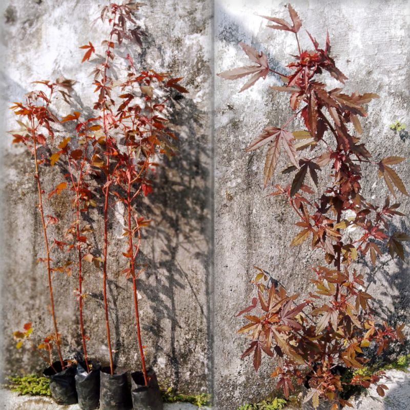 Hibiscus Acetosella / RED PANAMA