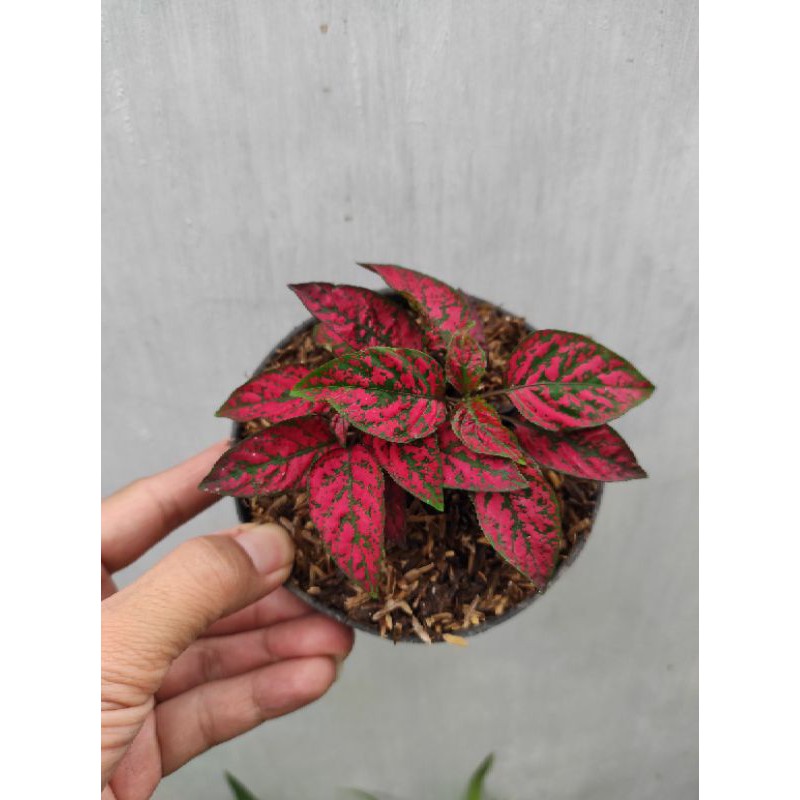 Tanaman hipotes merah