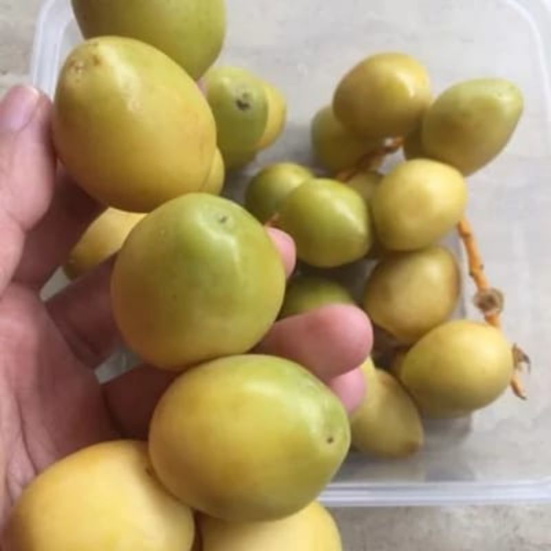 

(TIDAK MENERIMA COD) KURMA MUDA BARHEE MEI JUNI 250GR /KURMA MUDA PROMIL