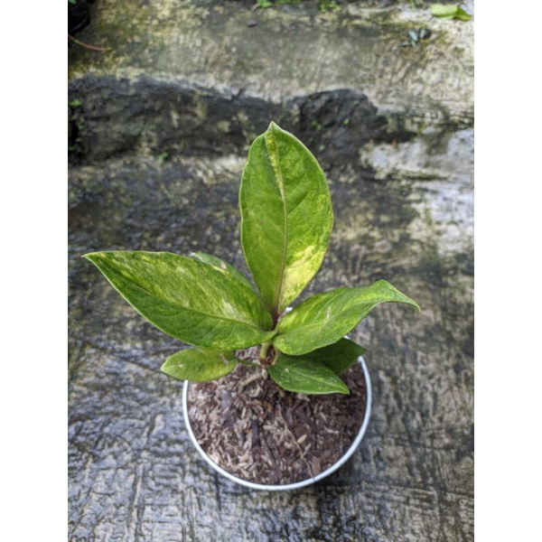 anturium jemani koptik varigata remaja